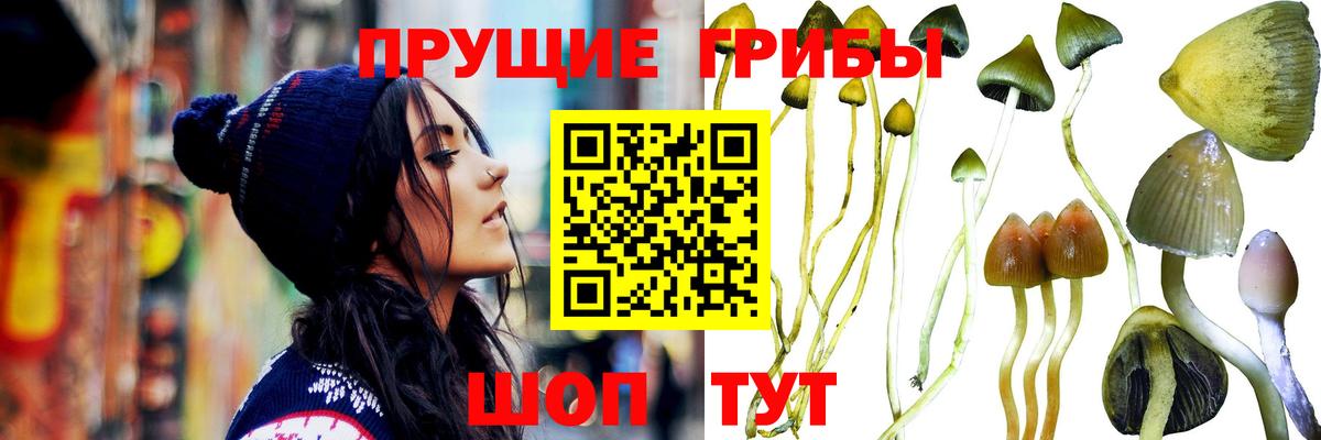 Галлюциногенные грибы мицелий  Вход с VPN  Кольчугино  Псилоцибиновые грибы Cubensis 